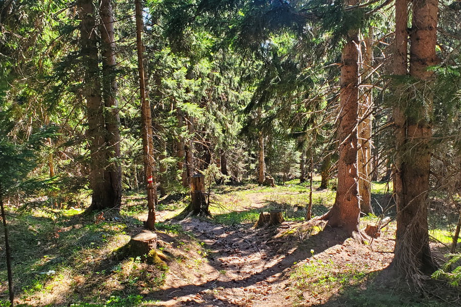 Waldweg Richtung Erlaufsee. Foto: Linda Prähauser