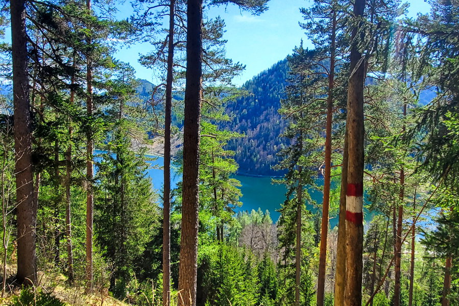 Blick auf den Erlaufsee durch die Bäume während des Abstieges. Foto: Linda Prähauser