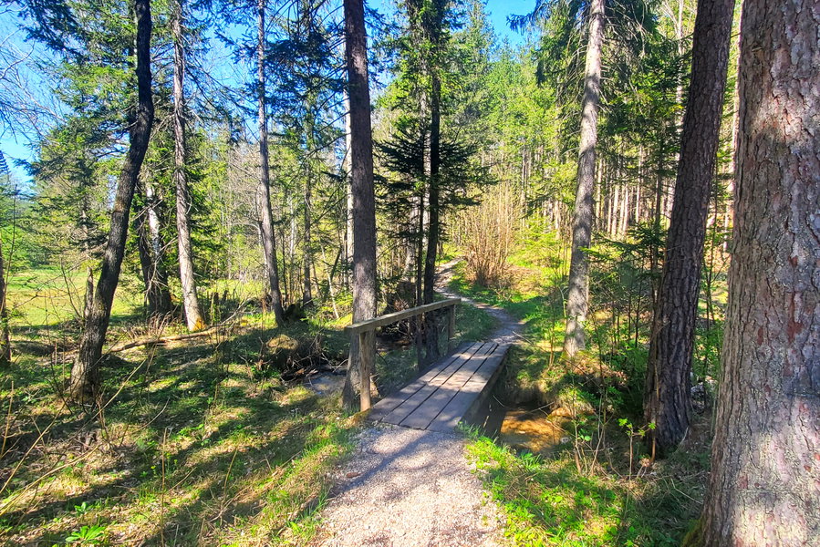Erste Brücke entlang des gemütlichen Waldwegs zurück zur Busstation. Foto: Linda Prähauser