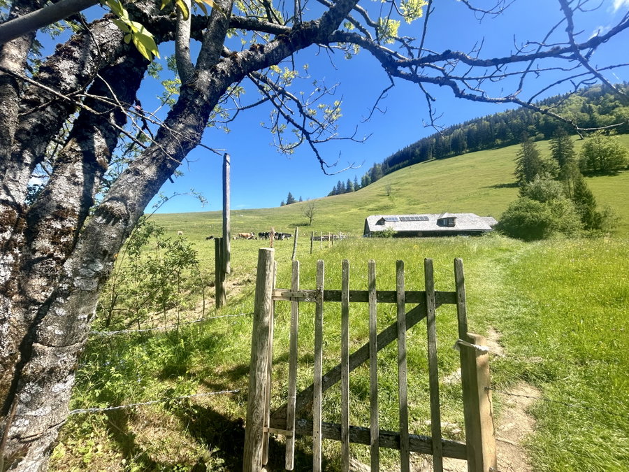 Abschied von der alm. Foto Veronika Schöll