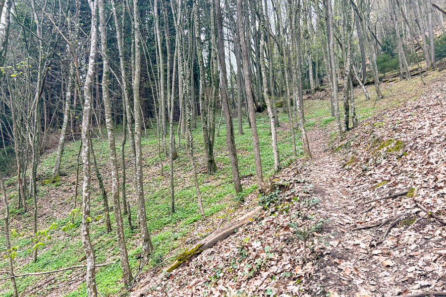 Ein schöner Stangenwald unter der Burg Neuhaus. Foto: David Kurz