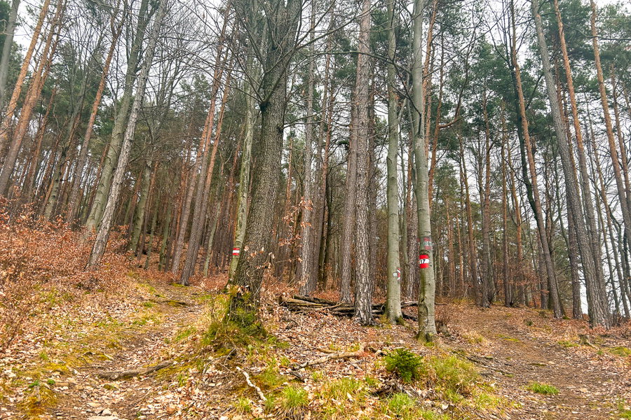 Vor dem Gasthof Lex ein Markierungs-Dschungel, den Linken nehmen!! Foto: David Kurz