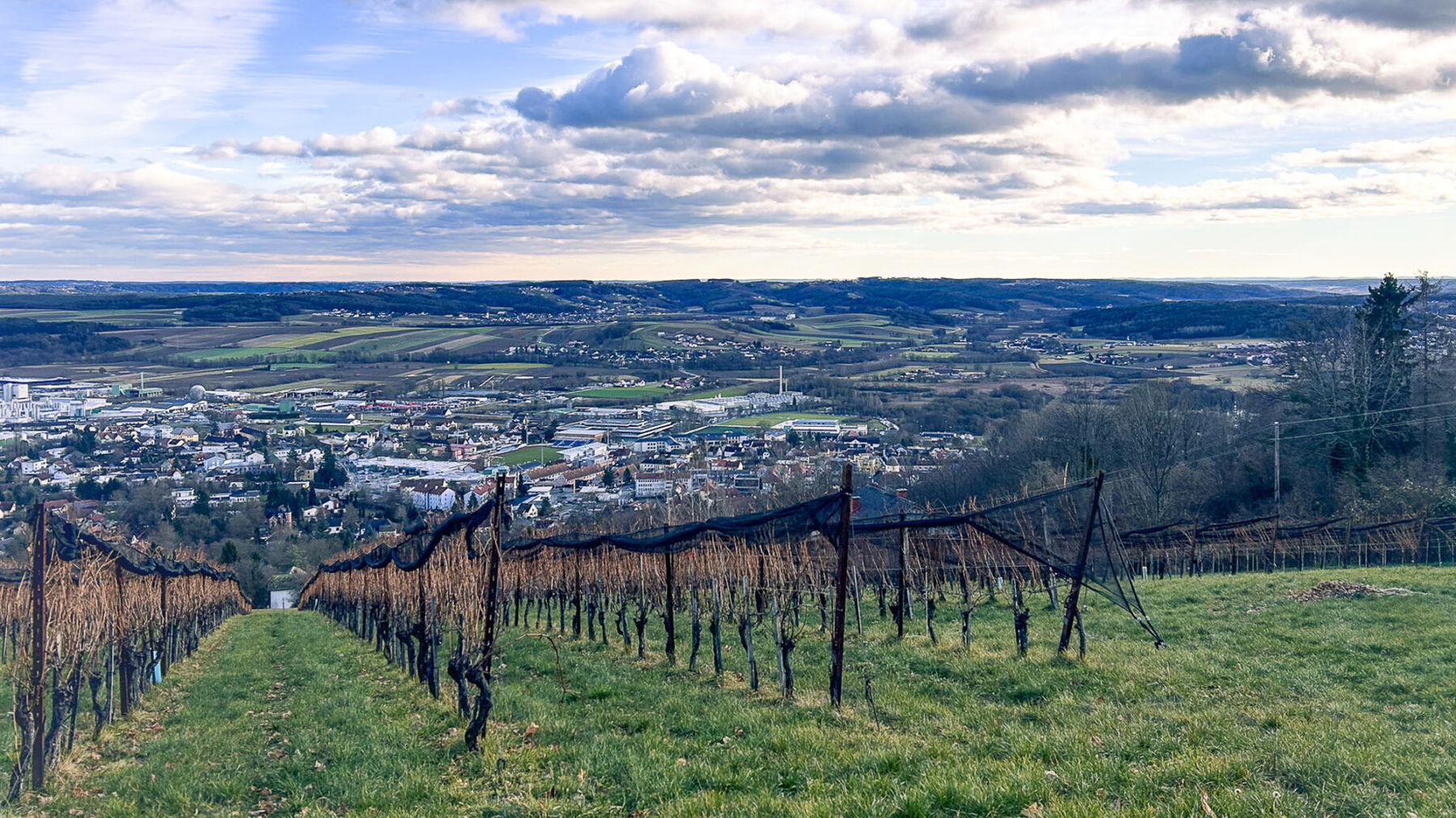 Durch Weingärten geht es hinab nach Hartberg. Foto: David Kurz