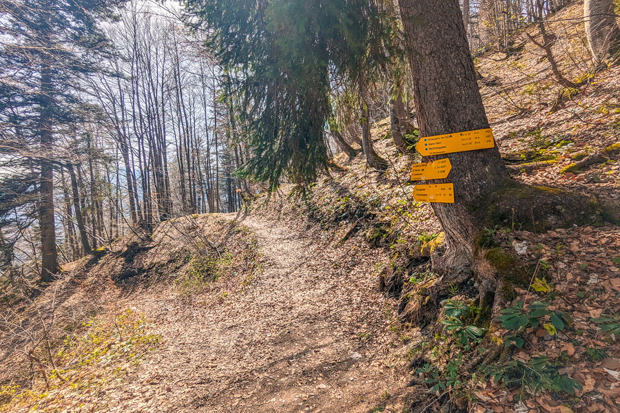 Waldweg nach Maria Gern. Foto: Maresa Brandner