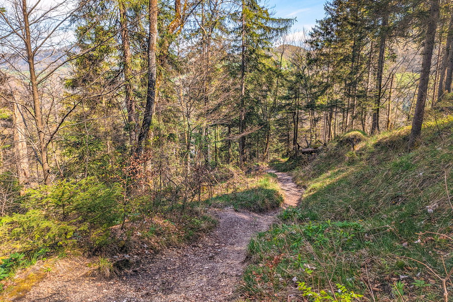 Abstieg über den Bachwaldweg in Richtung Kugelmühle. Foto: Maresa Brandner