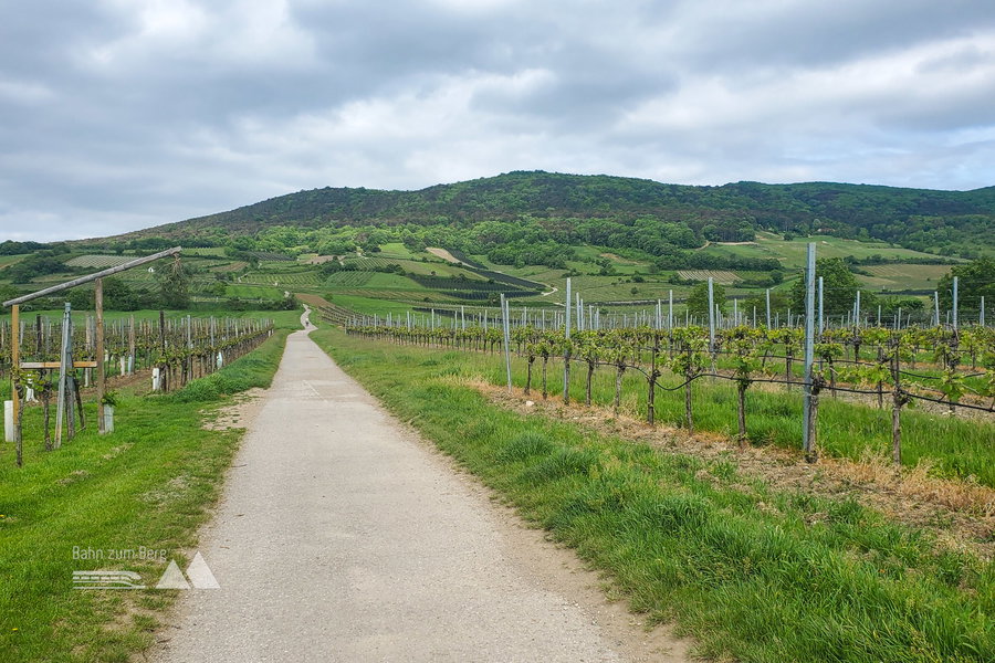 Forststraße durch die Weinberge mit Blick auf den Pfaffstättner Kogel. Foto: Linda Prähauser