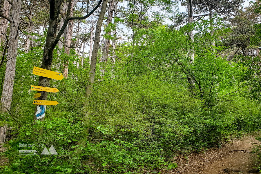 Hinauf in den Wald – immer hinauf zum Pfaffstättner Kogel (blaue Markierung und Beschilderungen folgen). Foto: Linda Prähauser
