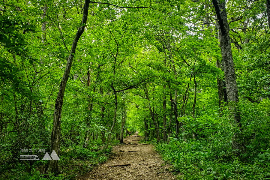 Saftig Grüner und sehr ruhiger Waldweg hinauf zum Pfaffstättner Kogel der Rudolf-Proksch-Hütte. Foto: Linda Prähauser
