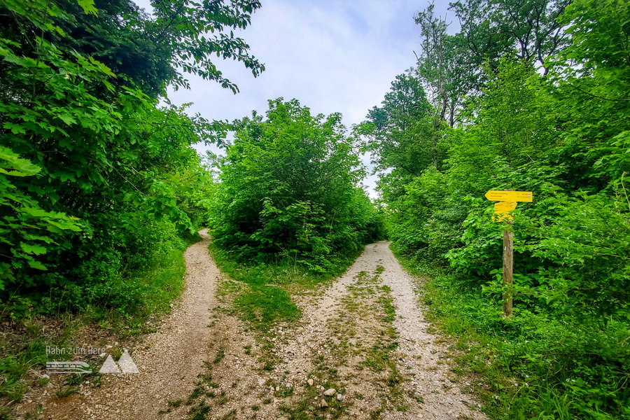 Hier geht es den linken Weg hinauf zum Anninger und zur Wilhemswarte. Foto: Linda Prähauser