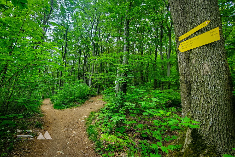 Abzweigung nach rechts hinauf zur Wilhelmswarte (optional). Foto: Linda Prähauser