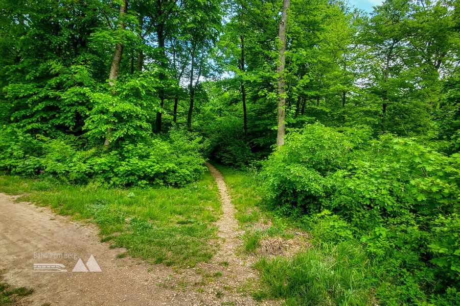 Wegkreuzung am Weg nach Mödling – ich folge dem schmalen Weg geradeaus. Hier habe ich auch einige Blindschleichen gesichtet. Foto: Linda Prähauser