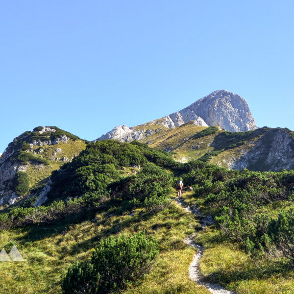 Durch Latschenfelder geht es dem Ziel entgegen. Foto: Martina Friesenbichler