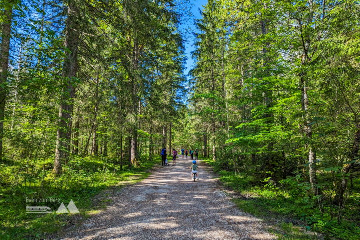 Durch den Wald hinaus ins Freie. Linkerhand ist das Hochkaltermassiv. Foto: Maresa Brandner