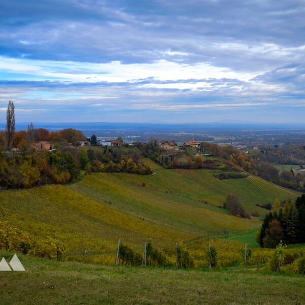 Weinberge und sanfte Hügel prägen die Landschaft. Foto: Martina Friesenbichler