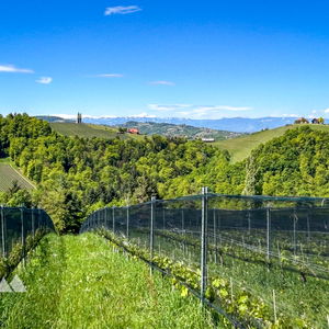 Wanderung auf Silberberg und Kreuzkogelwarte in der Südsteiermark