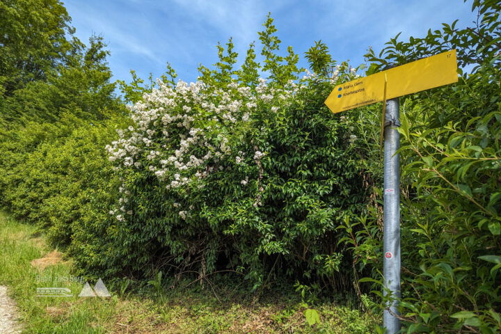 Entlang eines Wiesenwegs in Richtung Kneifelspitze. Fotos: Maresa Brandner