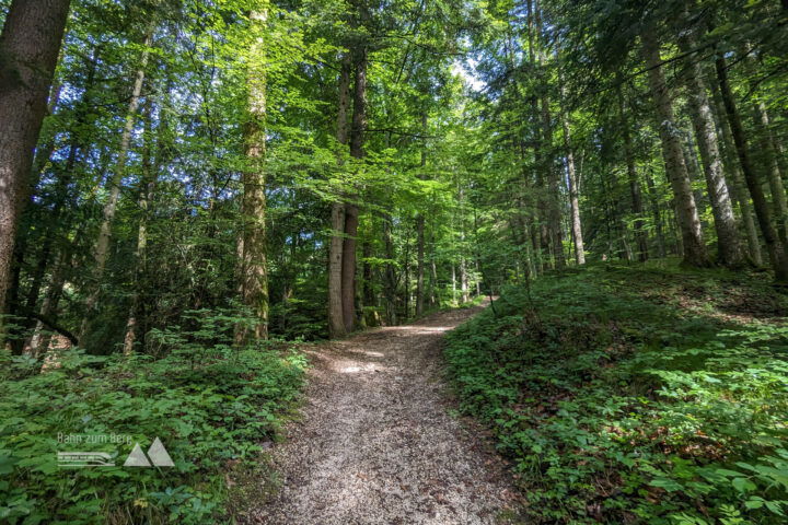 Hier biegt man nach links in einen Waldweg ab. Fotos: Maresa Brandner