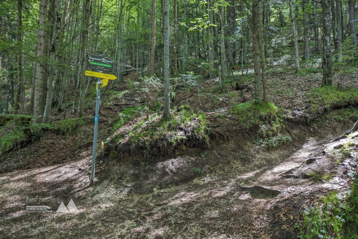 Ab hier ist der Weg wurzeliger und schmaler. Fotos: Maresa Brandner