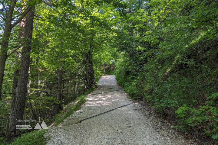Die letzten Höhenmeter werden wieder auf einem breiten Forstweg überwunden. Fotos: Maresa Brandner