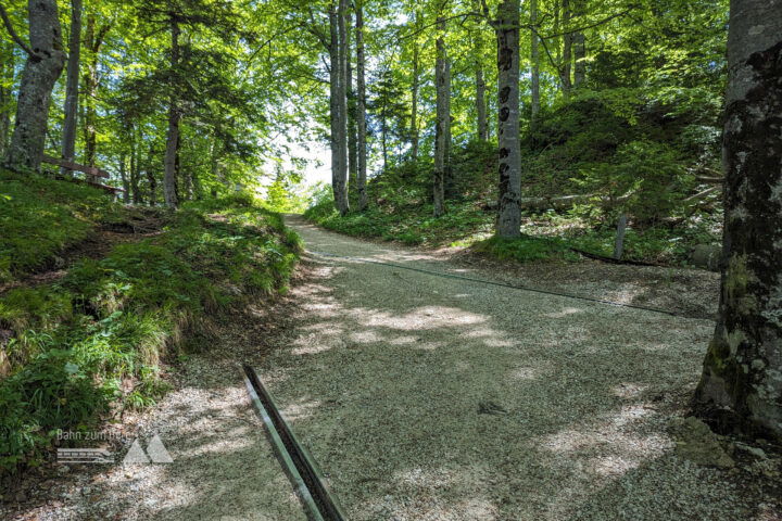 Die letzten Höhenmeter werden wieder auf einem breiten Forstweg überwunden. Fotos: Maresa Brandner