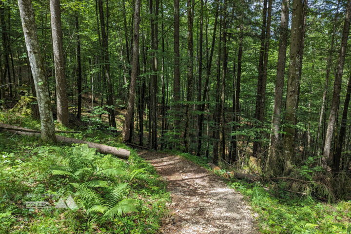 Über den Bachwaldweg geht es hinab zur Kugelmühle. Fotos: Maresa Brandner