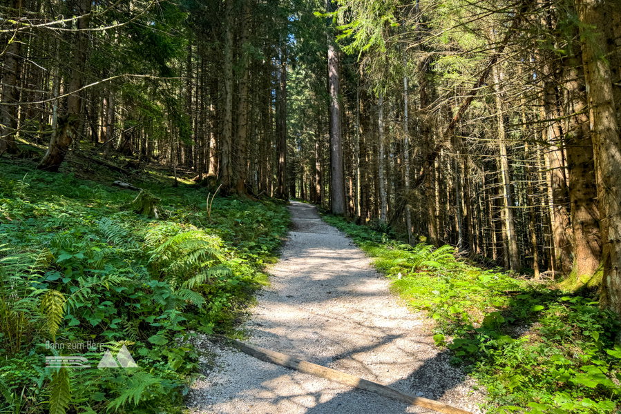Waldweg. Foto: Bernhard Walle