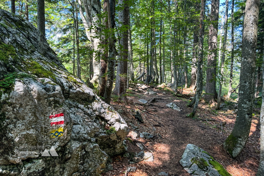 Waldweg zum Grünstein. Foto: Bernhard Walle