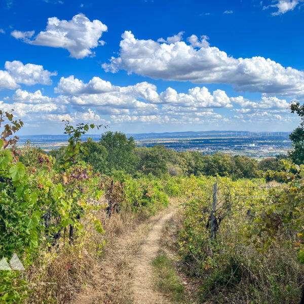 Abstieg zwischen Weinreben. Foto: Birgit Matzinger