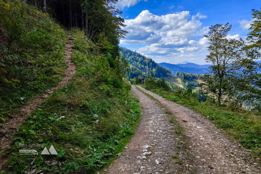 Hier gehts am Forstweg weiter. Foto: Simon Widy