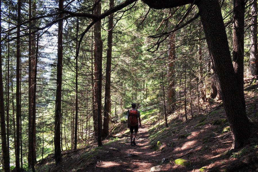 Durch den Kilknerwald nach Gaschurn. Foto: Norman und Lisa