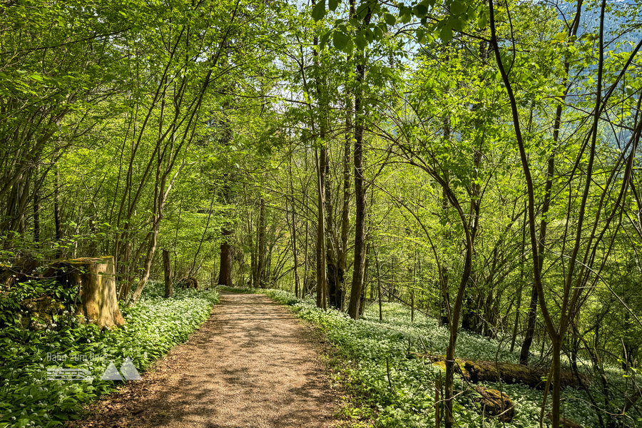 Weg durch den Wald. Foto: Bernhard Walle