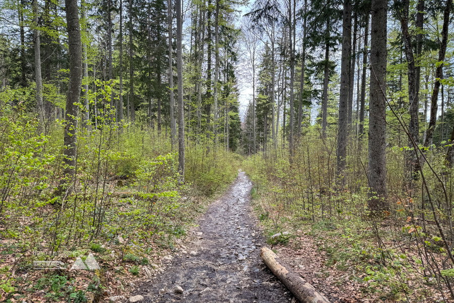 Kleiner Waldweg. Foto: Bernhard Walle