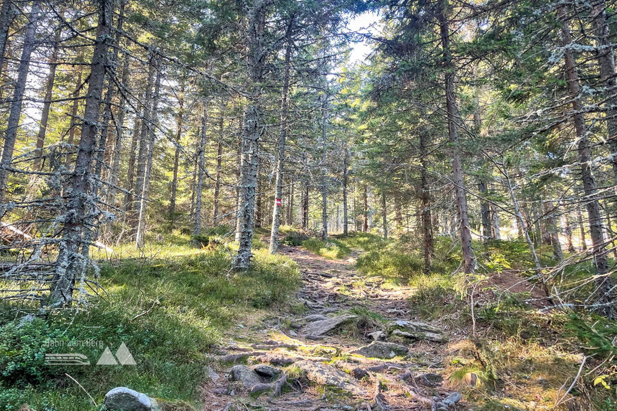 Waldweg kurz vor dem Marienseer Schwaig. Foto: Ursula Truebswasser