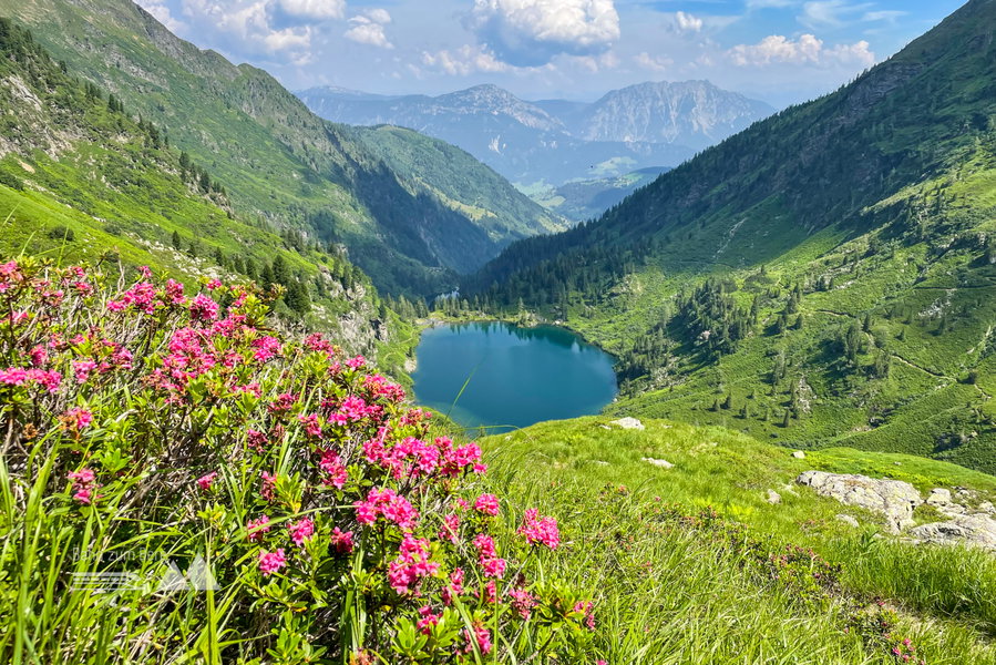 Almrausch und Obersee - eine herrliche Kombination! Foto: POW AT