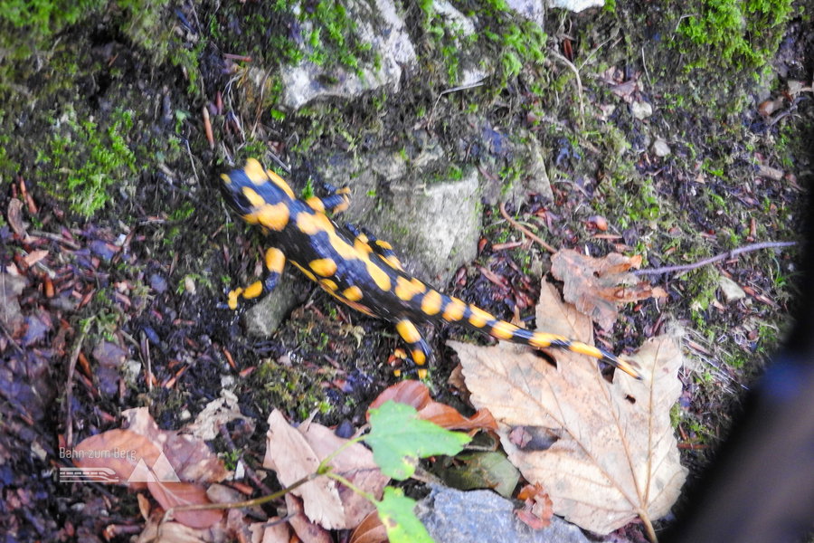 Ein Feuersalamander am Wegesrand. Foto: Nikolaus Vogl