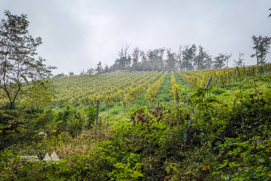 Man mag es kaum vermuten: Quasi mitten in Graz gibt es Weinanbau. Foto: Anna, POW AT