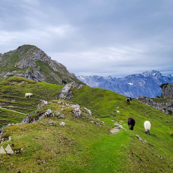Zugspitzpanorama vom Kramerspitz (1.985 Meter)