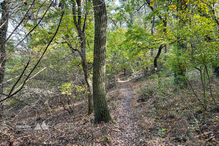Liebliches Waldweglein. Foto Veronika Schöll