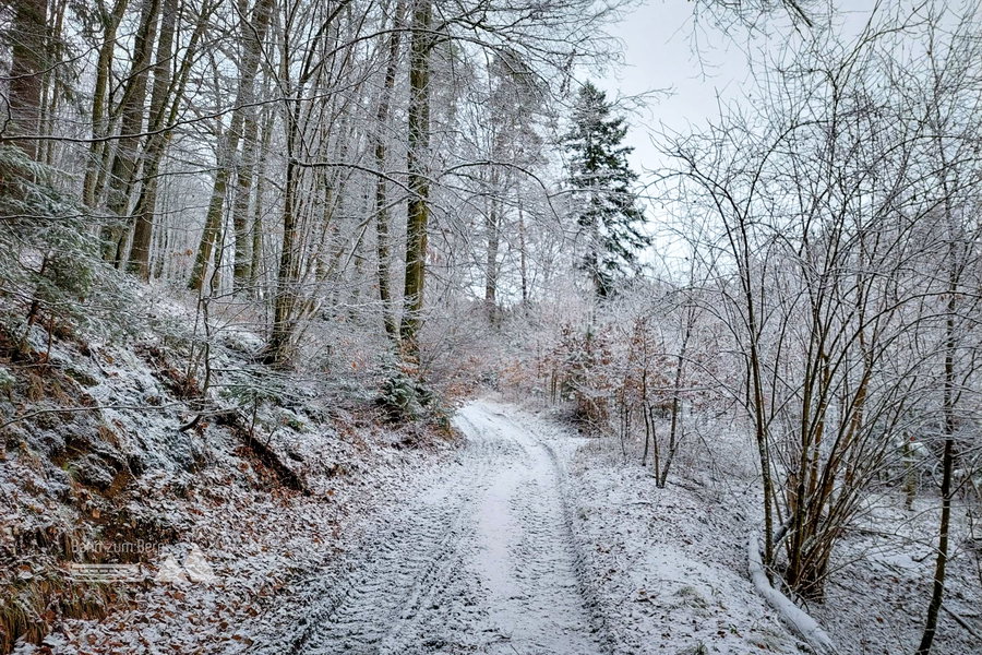 Durch den leicht verschneiten Wald. Foto: Alice Frischherz