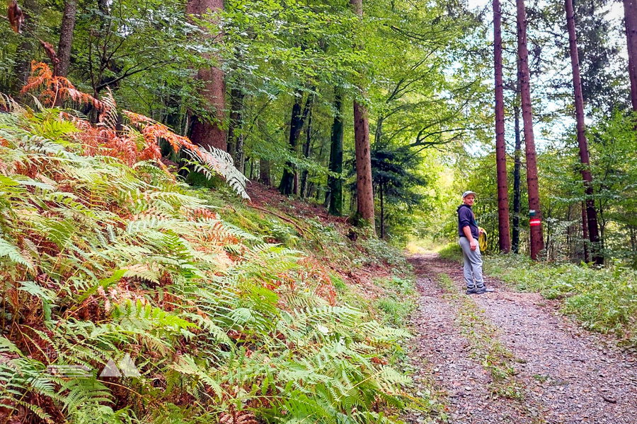 Auch im Herbst ist der Weg durch den Wald sehr nett. Foto: Alice Frischherz