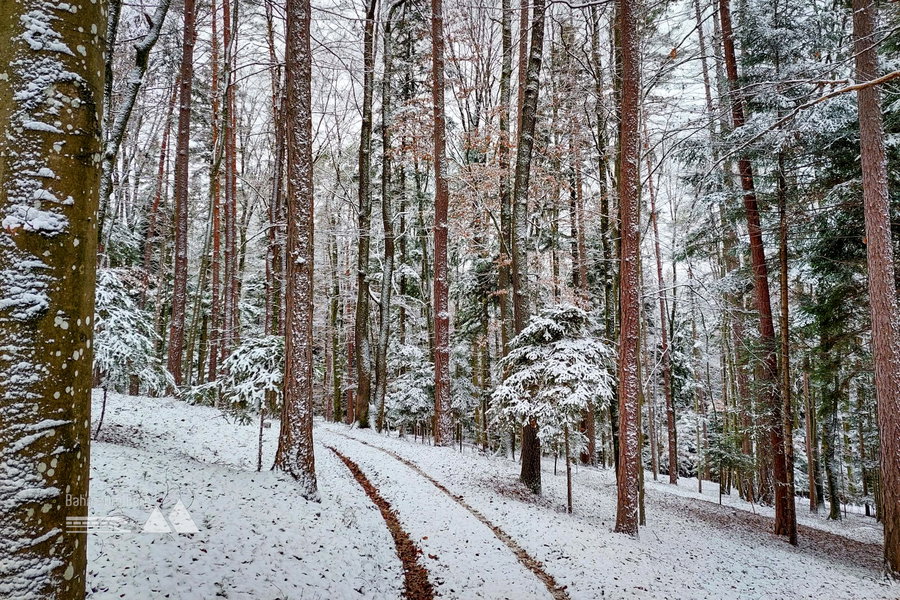Durch den winterlichen Wald. Foto: Alice Frischherz