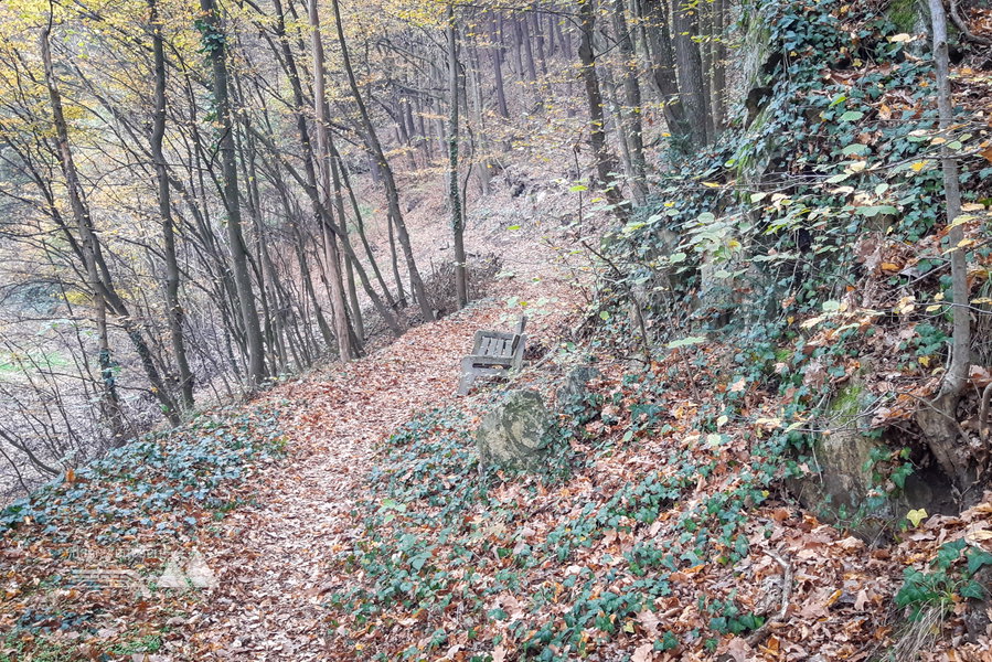 Waldweg am Weg zur Klamm. Foto: Susanne Freissl