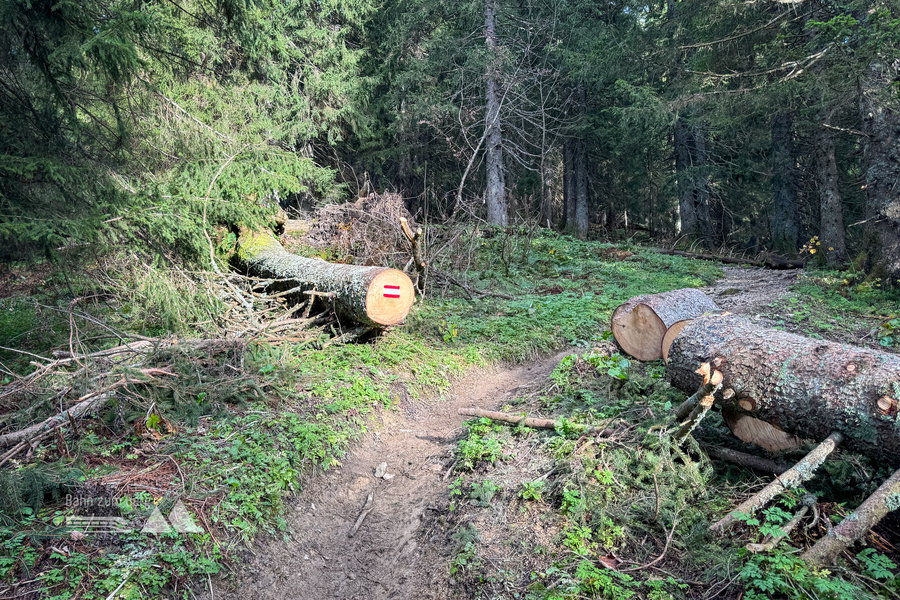 Waldweg zum Seekarkreuz; Foto: Bernhard Walle