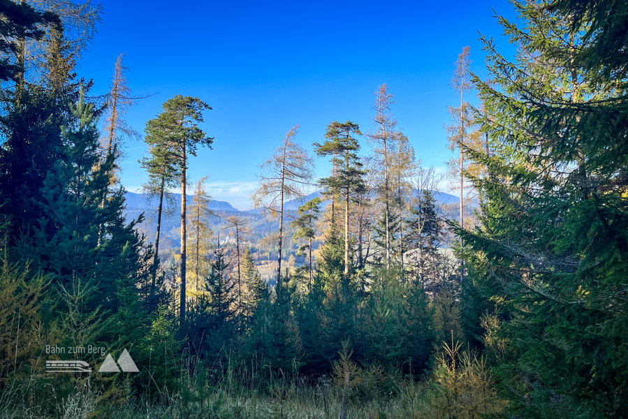 Abstieg durch den Wald. Foto: Birgit Matzinger