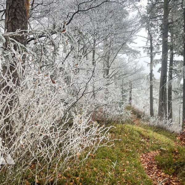 Winterwonderland. Foto: Ursula Truebswasser