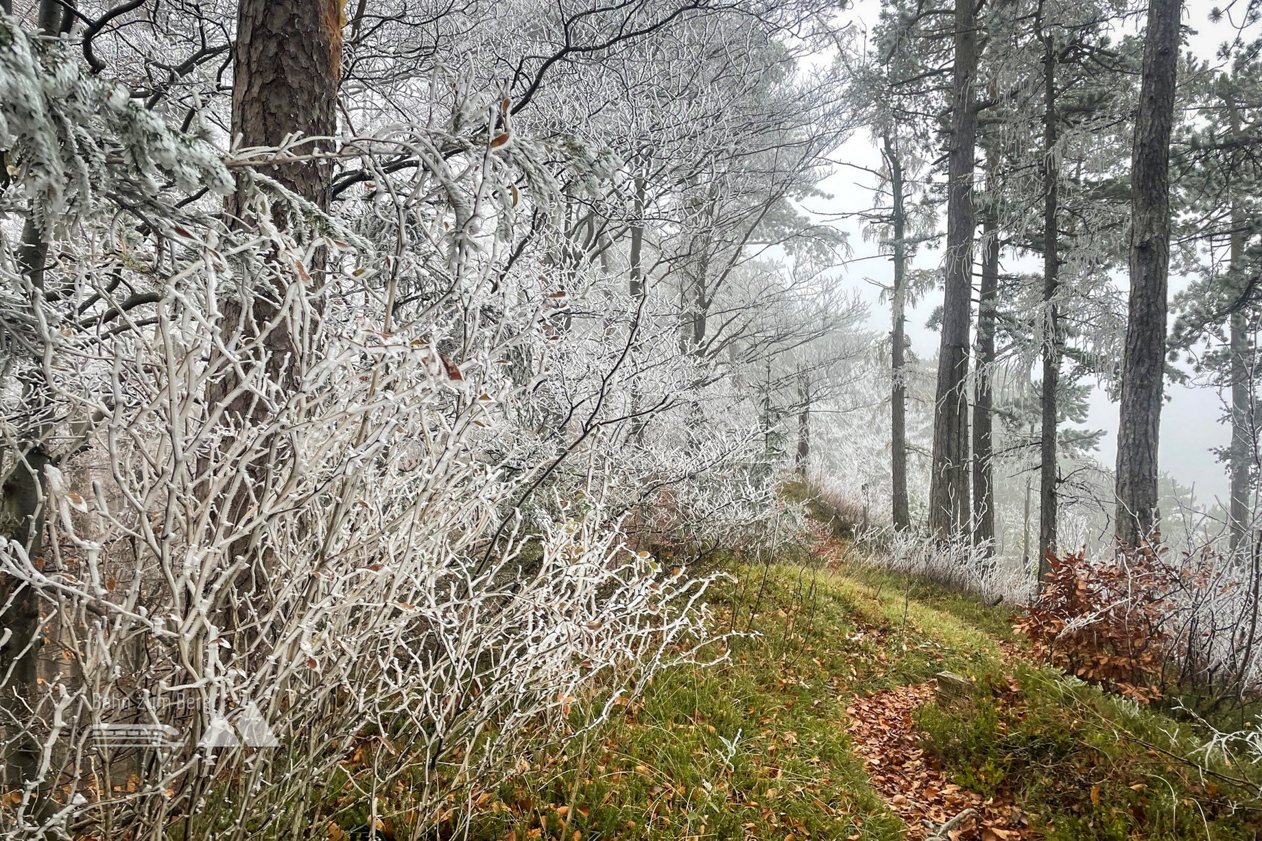 Winterwonderland. Foto: Ursula Truebswasser