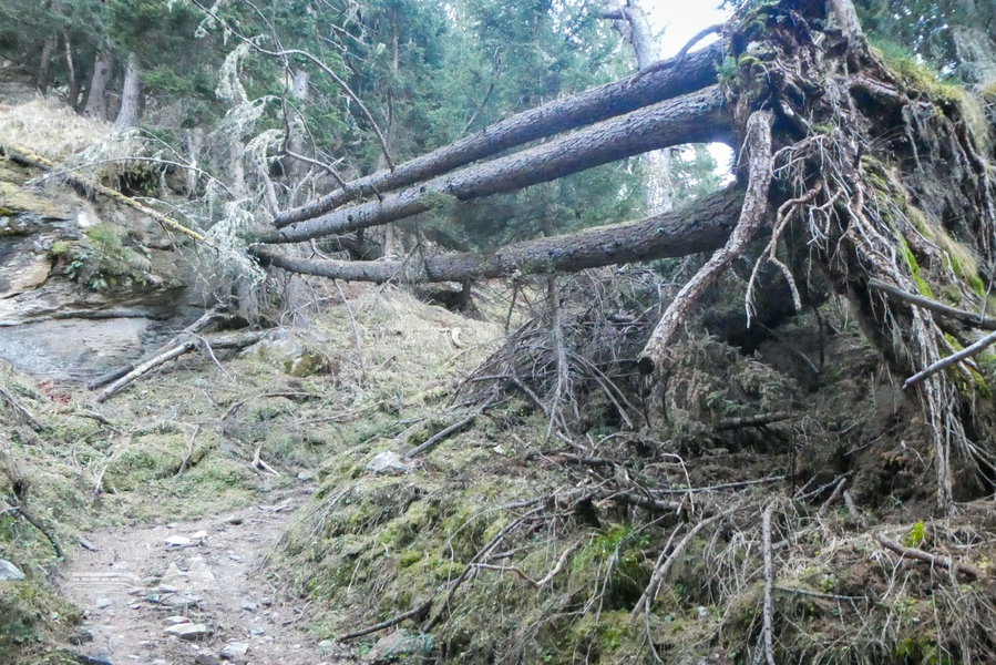 „Oberleitungen“ – wie der bewachsene Wurzelballen zeigt, nicht erst seit gestern… Foto: Karl Plohovich
