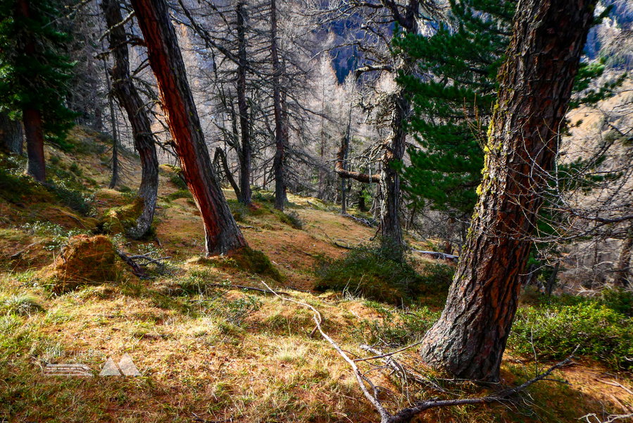 Herbstteppich – lichter Wald zur Diesbach Alm. Foto: Karl Plohovich