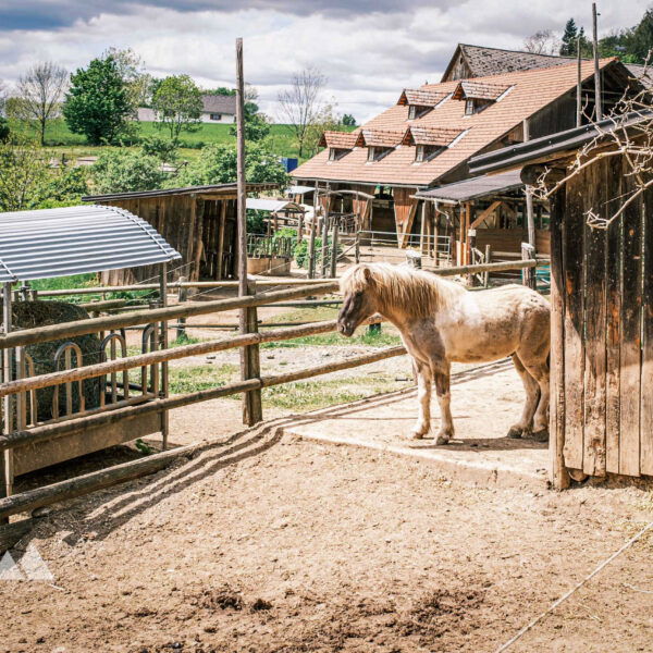 Ponyalarm in Rannach. Foto: Stefan Münzer
