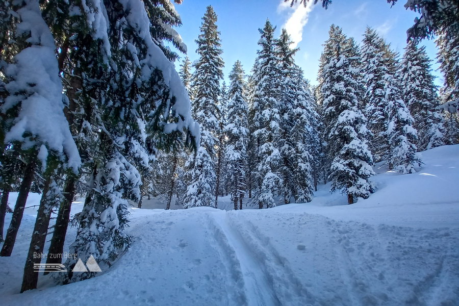 Aufstiegsspur im Wald. Foto: Martina Friesenbichler